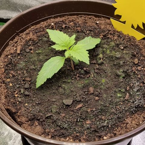 GOAT'lato Auto growlog timeline photo