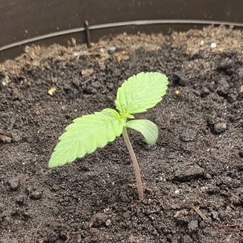 Bubble Kush Auto growlog timeline photo
