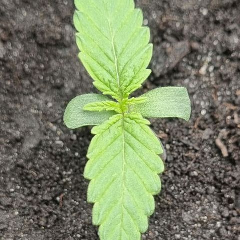 Bubble Kush Auto growlog timeline photo