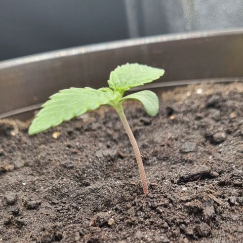 Bubble Kush Auto growlog timeline photo
