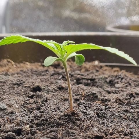 Bubble Kush Auto growlog timeline photo