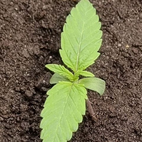 Bubble Kush Auto growlog timeline photo