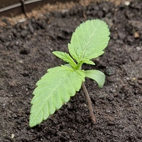 Bubble Kush Auto growlog timeline photo