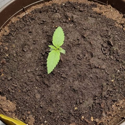 Bubble Kush Auto growlog timeline photo