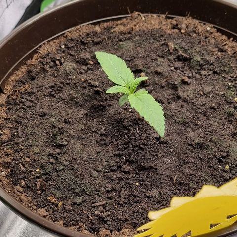 Bubble Kush Auto growlog timeline photo