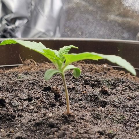 Bubble Kush Auto growlog timeline photo