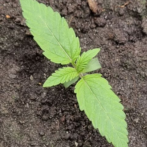Bubble Kush Auto growlog timeline photo