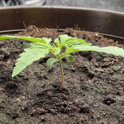 Bubble Kush Auto growlog timeline photo