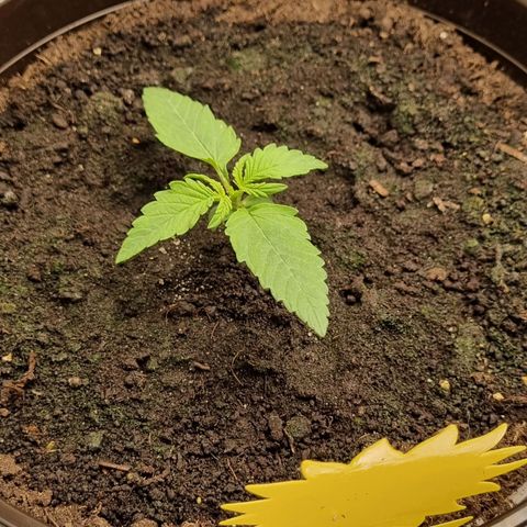 Bubble Kush Auto growlog timeline photo