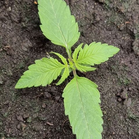 Bubble Kush Auto growlog timeline photo