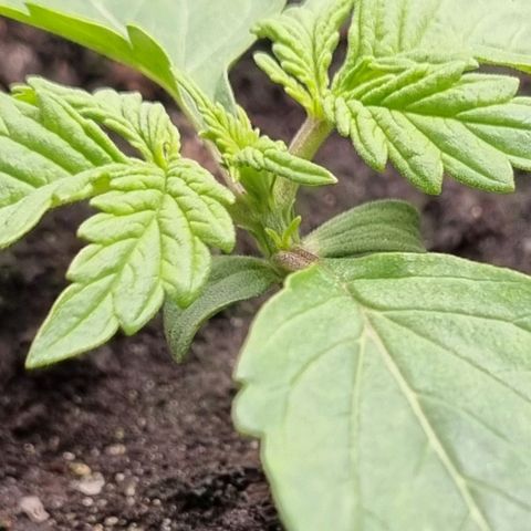 Bubble Kush Auto growlog timeline photo
