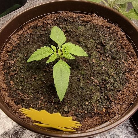 Bubble Kush Auto growlog timeline photo