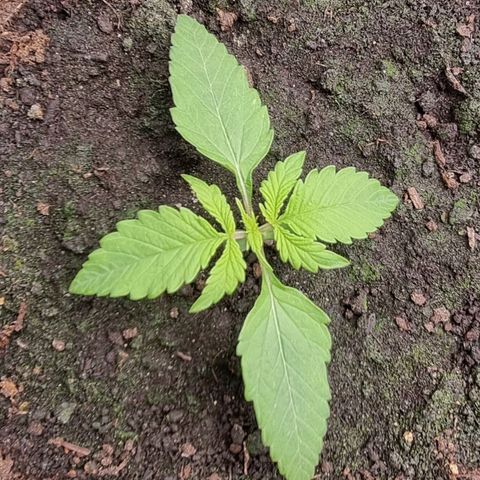 Bubble Kush Auto growlog timeline photo