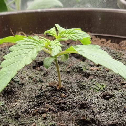 Bubble Kush Auto growlog timeline photo