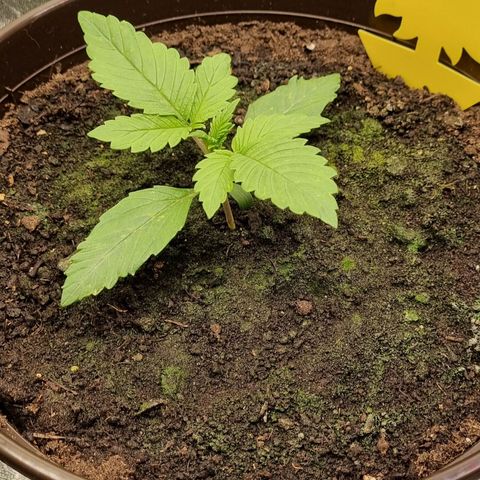 GOAT'lato Auto growlog photo: Tripse!!