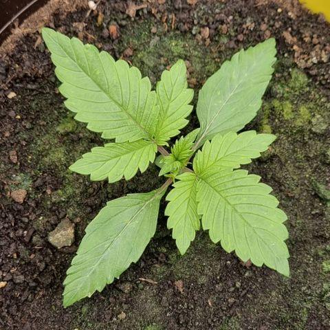 GOAT'lato Auto growlog photo: Tripse!!