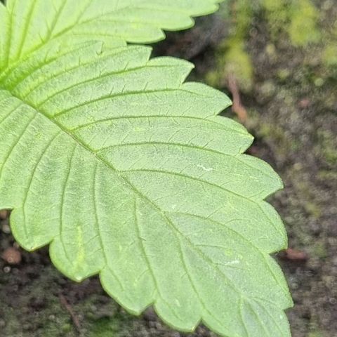 GOAT'lato Auto growlog photo: Tripse!!