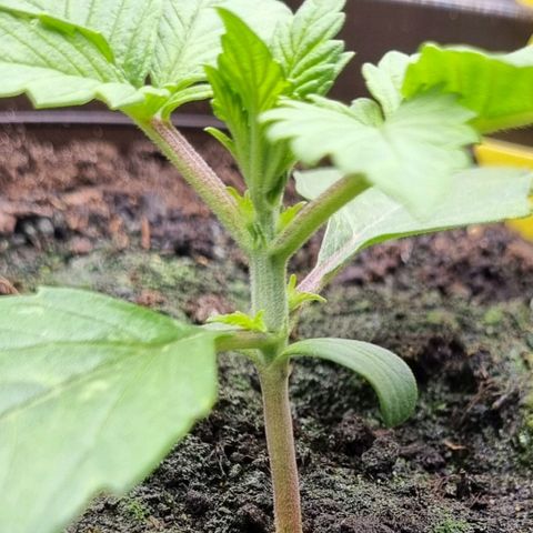 GOAT'lato Auto growlog photo: Tripse!!