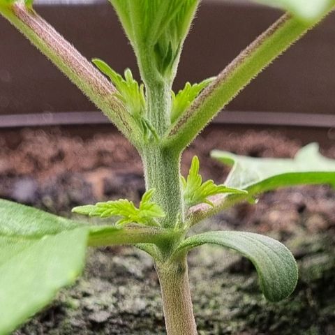 GOAT'lato Auto growlog photo: First Topping
