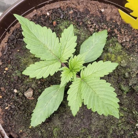 GOAT'lato Auto growlog photo: First Topping