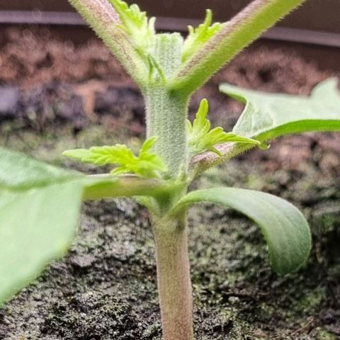 GOAT'lato Auto growlog photo: First Topping