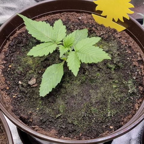 GOAT'lato Auto growlog photo: First Topping