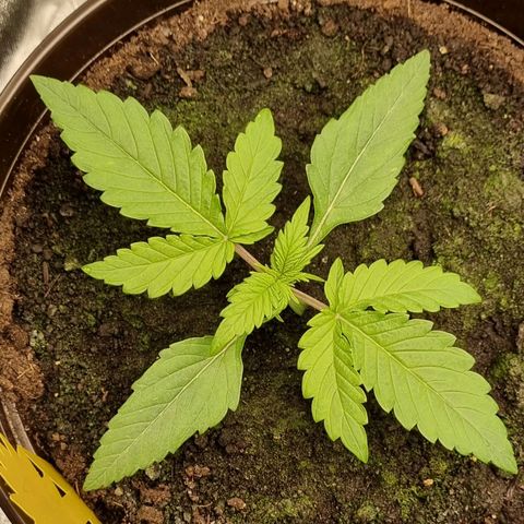 Bubble Kush Auto growlog timeline photo