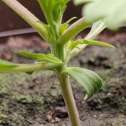 Bubble Kush Auto growlog timeline photo