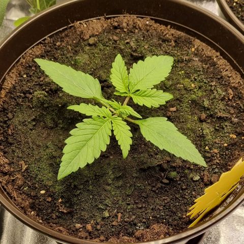 Bubble Kush Auto growlog timeline photo