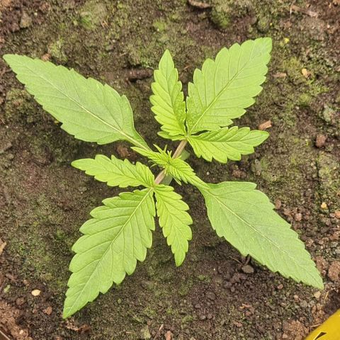Bubble Kush Auto growlog timeline photo
