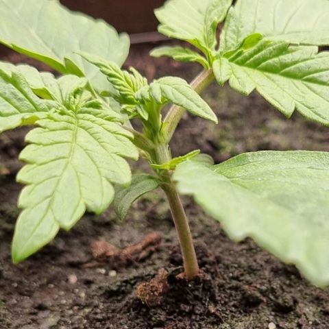 Bubble Kush Auto growlog timeline photo