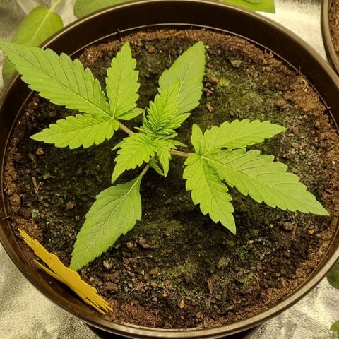 Bubble Kush Auto growlog photo: First Topping
