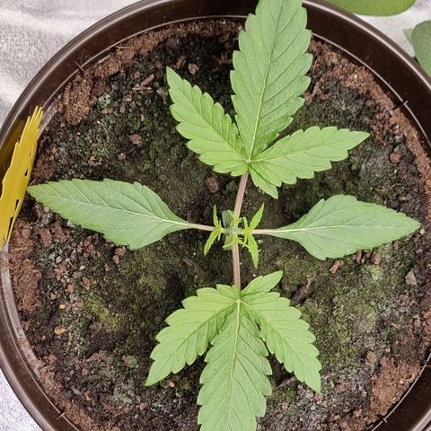 Bubble Kush Auto growlog photo: First Topping