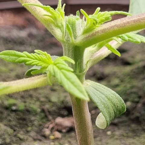 Bubble Kush Auto growlog photo: First Topping