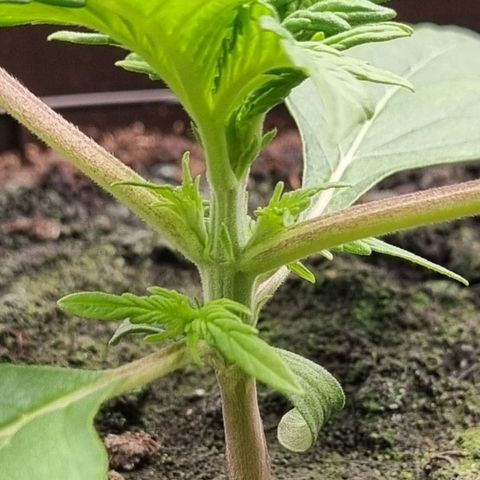 Bubble Kush Auto growlog photo: First Topping