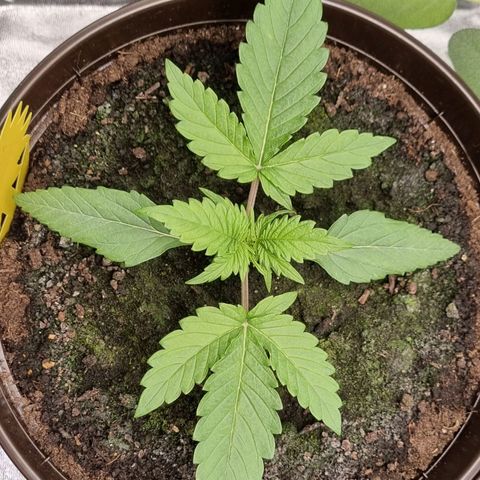 Bubble Kush Auto growlog photo: First Topping
