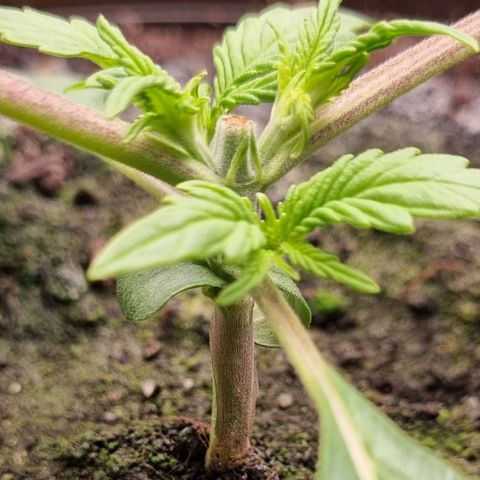 Bubble Kush Auto growlog timeline photo