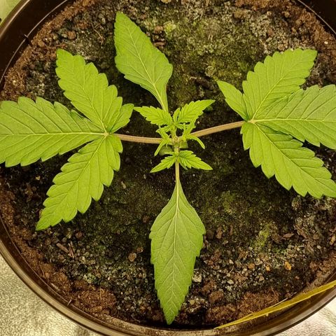 Bubble Kush Auto growlog timeline photo