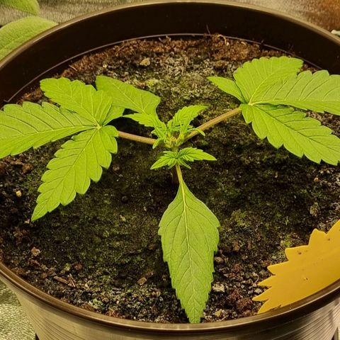 Bubble Kush Auto growlog timeline photo