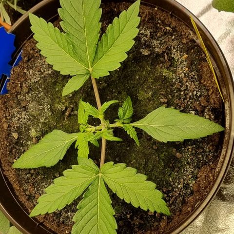 Bubble Kush Auto growlog photo: First LST