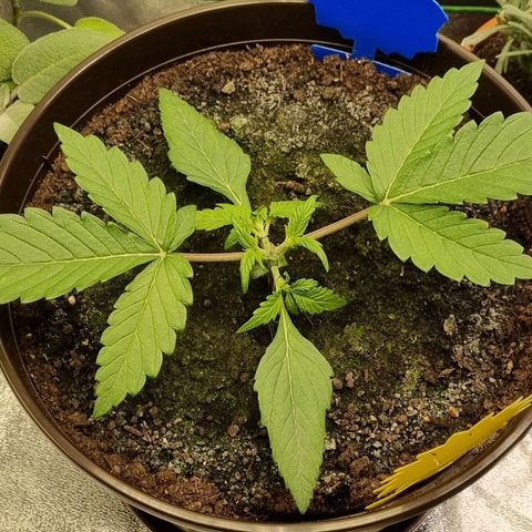Bubble Kush Auto growlog photo: First LST