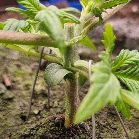 Bubble Kush Auto growlog photo: First LST