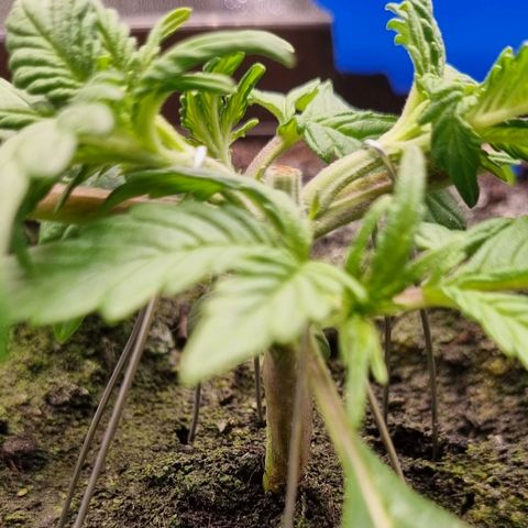 Bubble Kush Auto growlog photo: Second LST
