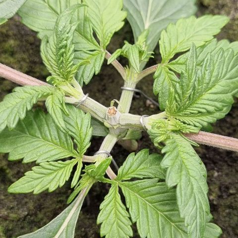 Bubble Kush Auto growlog photo: Second LST