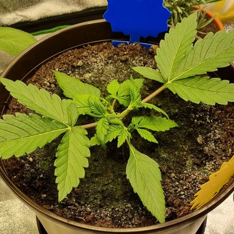 Bubble Kush Auto growlog photo: Second LST