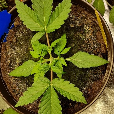 Bubble Kush Auto growlog photo: Second LST