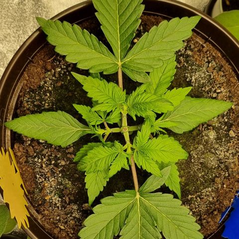 Bubble Kush Auto growlog photo: Second Topping