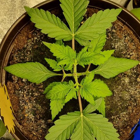 Bubble Kush Auto growlog photo: Second Topping