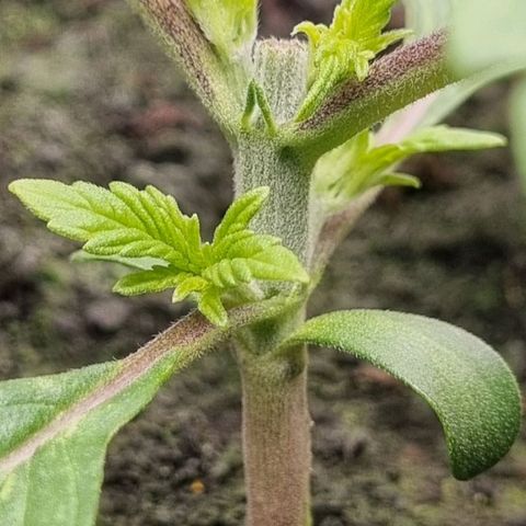 GOAT'lato Auto growlog timeline photo