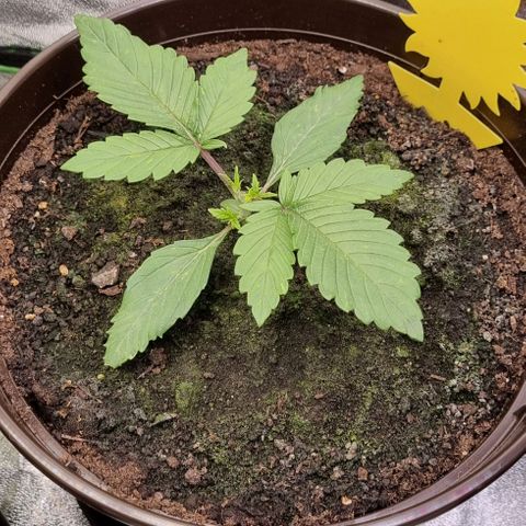 GOAT'lato Auto growlog timeline photo